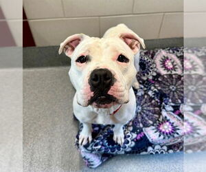 American Pit Bull Terrier Dogs for adoption in Waterford, VA, USA