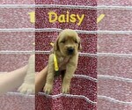 Small Photo #1 Golden Retriever Puppy For Sale in FORT GIBSON, OK, USA
