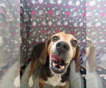 Small #2 Beagle