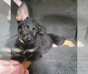 German Shepherd Dog Litter for sale in CRANDALL, GA, USA