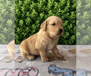 English Cream Golden Retriever Puppy for sale in CERES, CA, USA