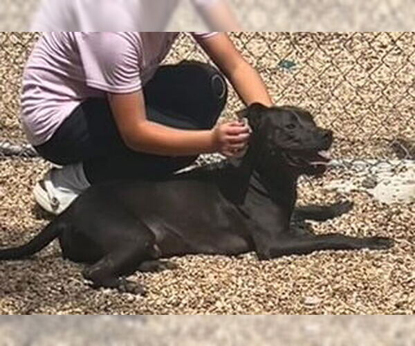 Medium Photo #8 Labrador Retriever-Unknown Mix Puppy For Sale in Oakhurst, NJ, USA