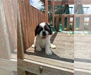 Cock-A-Poo Puppy for sale in LAKELAND, FL, USA