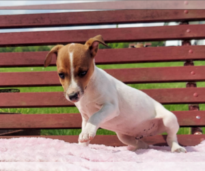 Jack Russell Terrier Puppy for sale in FRYTOWN, IA, USA