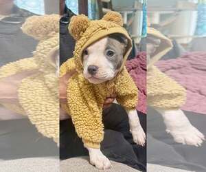 Mutt Dogs for adoption in Rockville, MD, USA