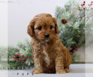 Cavapoo Puppy for sale in EAST EARL, PA, USA