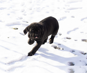 Cane Corso Puppy for sale in BOURBON, IN, USA