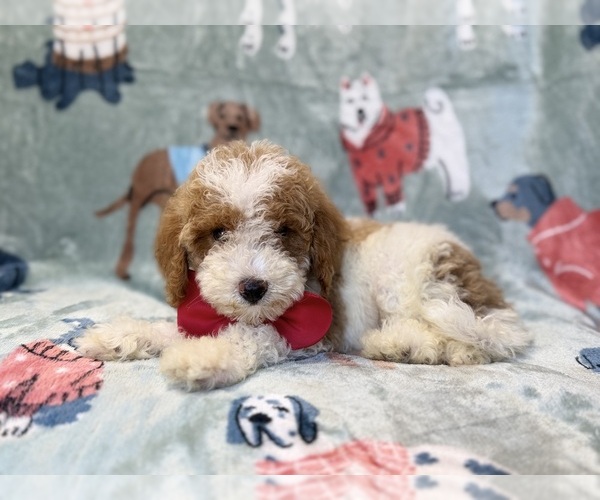 Medium Photo #2 Poodle (Miniature) Puppy For Sale in LAKELAND, FL, USA