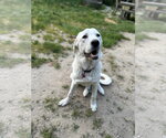 Small #1 Akbash-Great Pyrenees Mix