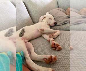 Caesar - Male Catahoula Leopard Dog-Unknown Mix Dog for Adoption - Photo #10