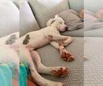 Small #9 Catahoula Leopard Dog Mix