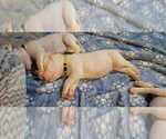 Small Photo #25 Dogo Argentino Puppy For Sale in BROOMALL, PA, USA
