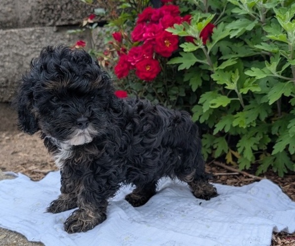 Medium Photo #5 Cock-A-Poo Puppy For Sale in GOSHEN, IN, USA