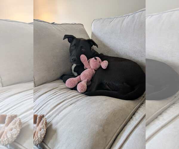 Medium Photo #2 American Pit Bull Terrier-Unknown Mix Puppy For Sale in Germantown, OH, USA