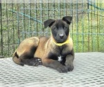 Image preview for Ad Listing. Nickname: Yellow Boy