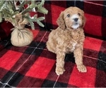 Small #3 Cavachon-Poodle (Miniature) Mix