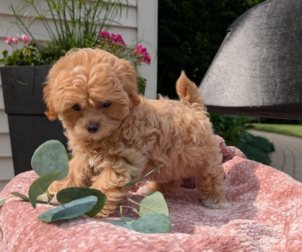 Medium Photo #1 Maltipoo (Miniature) Puppy For Sale in GOSHEN, IN, USA