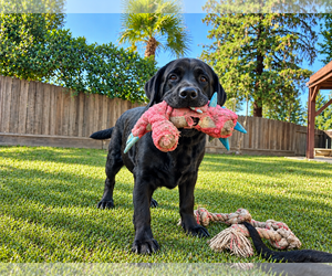 Labrador Retriever Dogs for adoption in Clovis, CA, USA