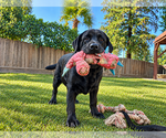 Saylor - Female Labrador Retriever Dog for Adoption - Small photo