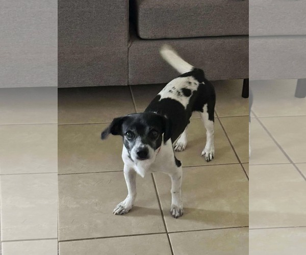 Medium Photo #5 Rat-Cha Puppy For Sale in Princeton, MN, USA