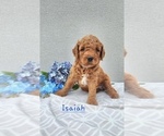 Puppy Isaiah Goldendoodle (Miniature)