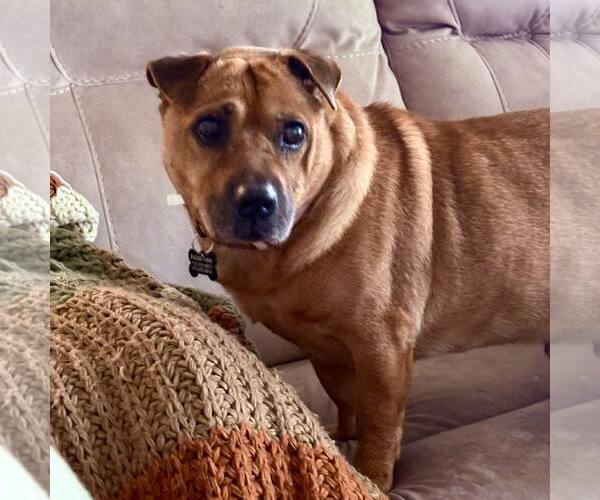 Medium Photo #5 Ba-Shar Puppy For Sale in New Oxford , PA, USA