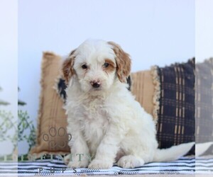 Goldendoodle (Miniature) Puppy for sale in LITITZ, PA, USA