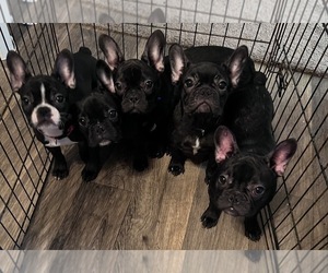 French Bulldog Puppy for sale in HURST, TX, USA