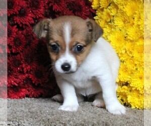 Jack Russell Terrier Puppy for sale in FREDERICKSBURG, OH, USA
