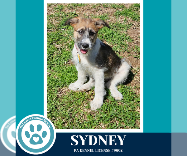 Medium Photo #2 Mutt Puppy For Sale in Kimberton, PA, USA