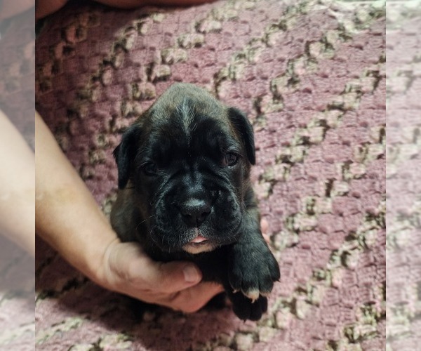Medium Photo #5 Boxer Puppy For Sale in AFTON, WY, USA