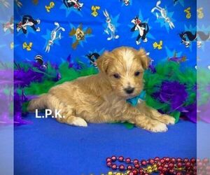 Maltipoo Puppy for sale in WINNSBORO, LA, USA