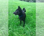 Small #2 Chihuahua Mix