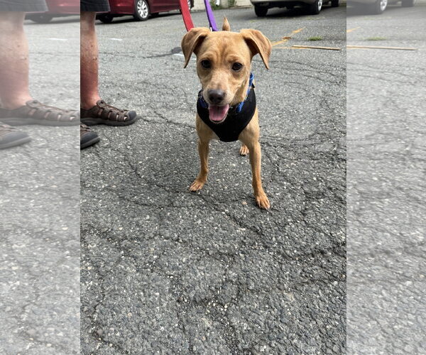 Medium Photo #3 Mutt Puppy For Sale in Stanhope, NJ, USA