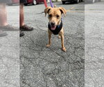 Small #2 Mutt