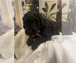 Puppy Percy Teal Poodle (Standard)