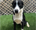 Small #1 Border Collie Mix