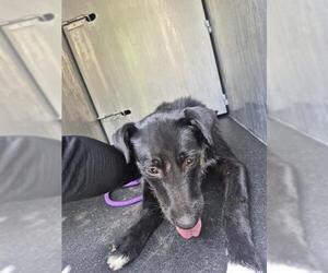 Labrador Retriever-Unknown Mix Dogs for adoption in San Antonio, TX, USA
