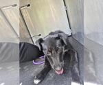 Small Labrador Retriever Mix