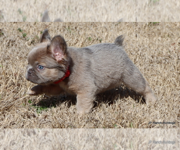 Medium Photo #9 French Bulldog Puppy For Sale in WINNSBORO, TX, USA