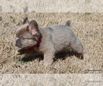 Small Photo #9 French Bulldog Puppy For Sale in WINNSBORO, TX, USA