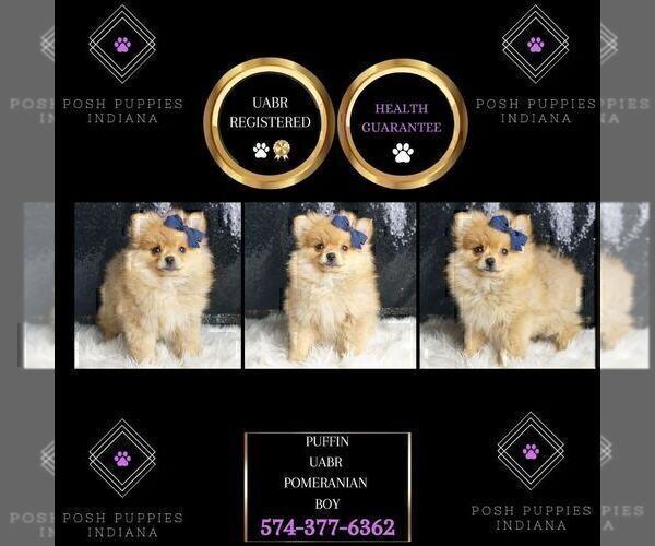 Medium Photo #47 Pomeranian Puppy For Sale in WARSAW, IN, USA