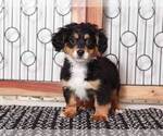 Small Photo #4 Bernedoodle (Miniature) Puppy For Sale in NAPLES, FL, USA