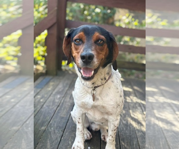 Medium Photo #2 Beagle-Unknown Mix Puppy For Sale in Germantown, OH, USA