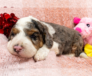 Bernedoodle (Miniature) Puppy for sale in ROY, UT, USA