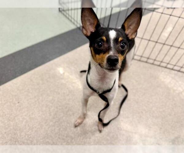 Medium Photo #1 Chihuahua Puppy For Sale in Santa Rosa, CA, USA