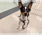 *TIMMY - Male Chihuahua Dog for Adoption - Small photo