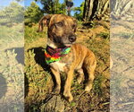 Small #4 Dachshund Mix