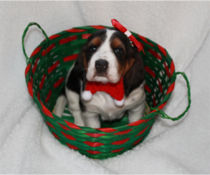 Basset Hound Dog for Adoption in Edmonton, Alberta Canada