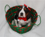 Small Photo #1 Basset Hound Puppy For Sale in Edmonton, Alberta, Canada